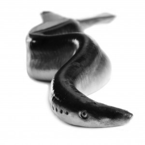 lamprey1-300x300